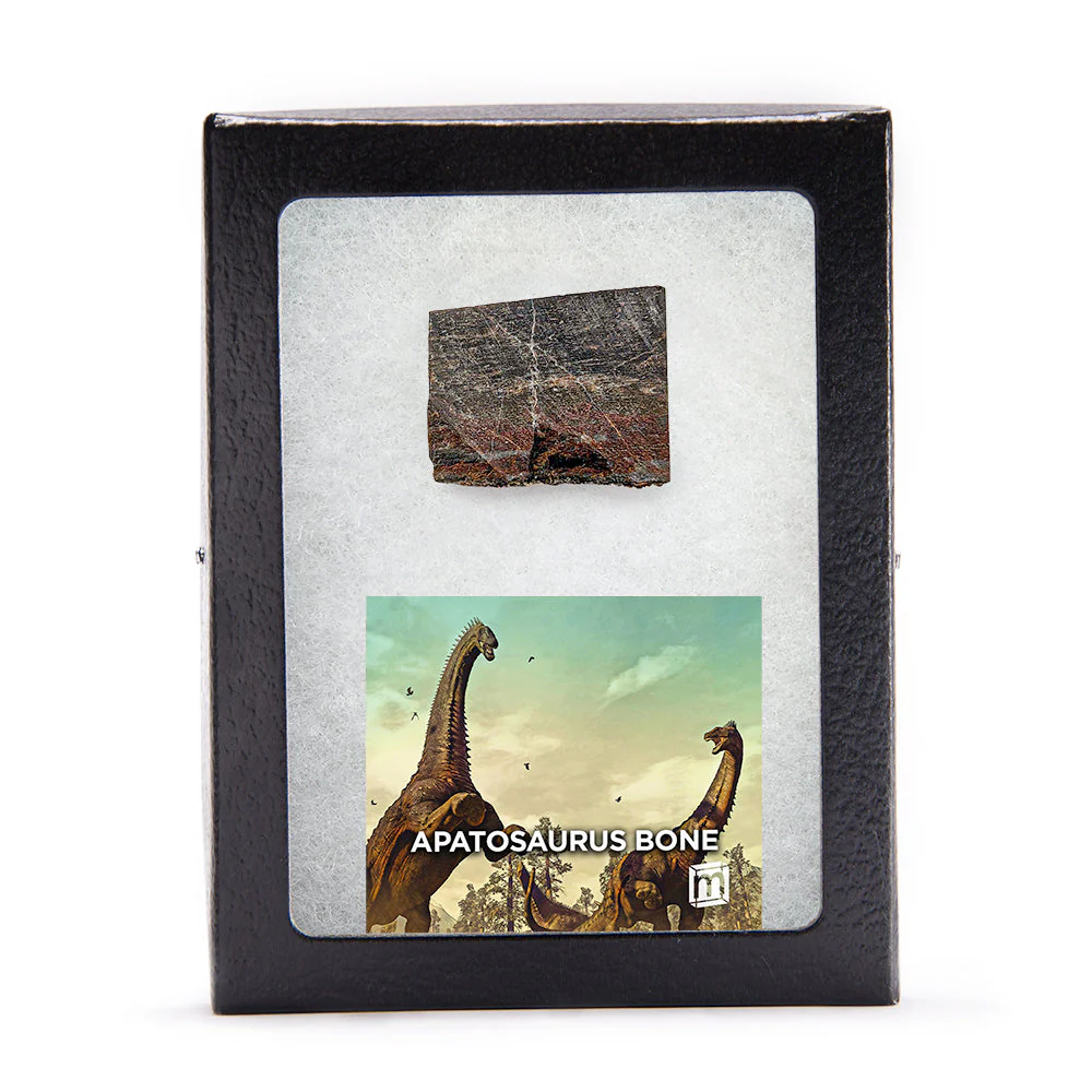 Apatosaurus Bone - Classic Riker Display Case Fragment - Image 4
