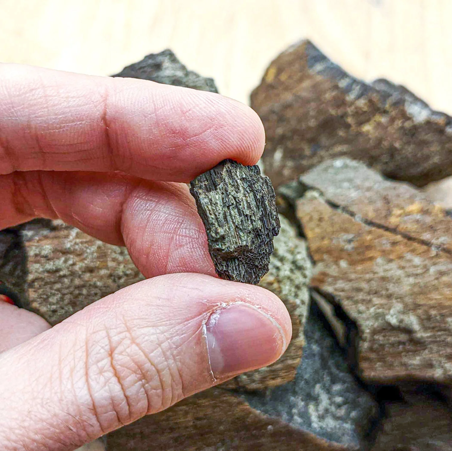 Dinosaur Food - Cycad Fossil - Image 4