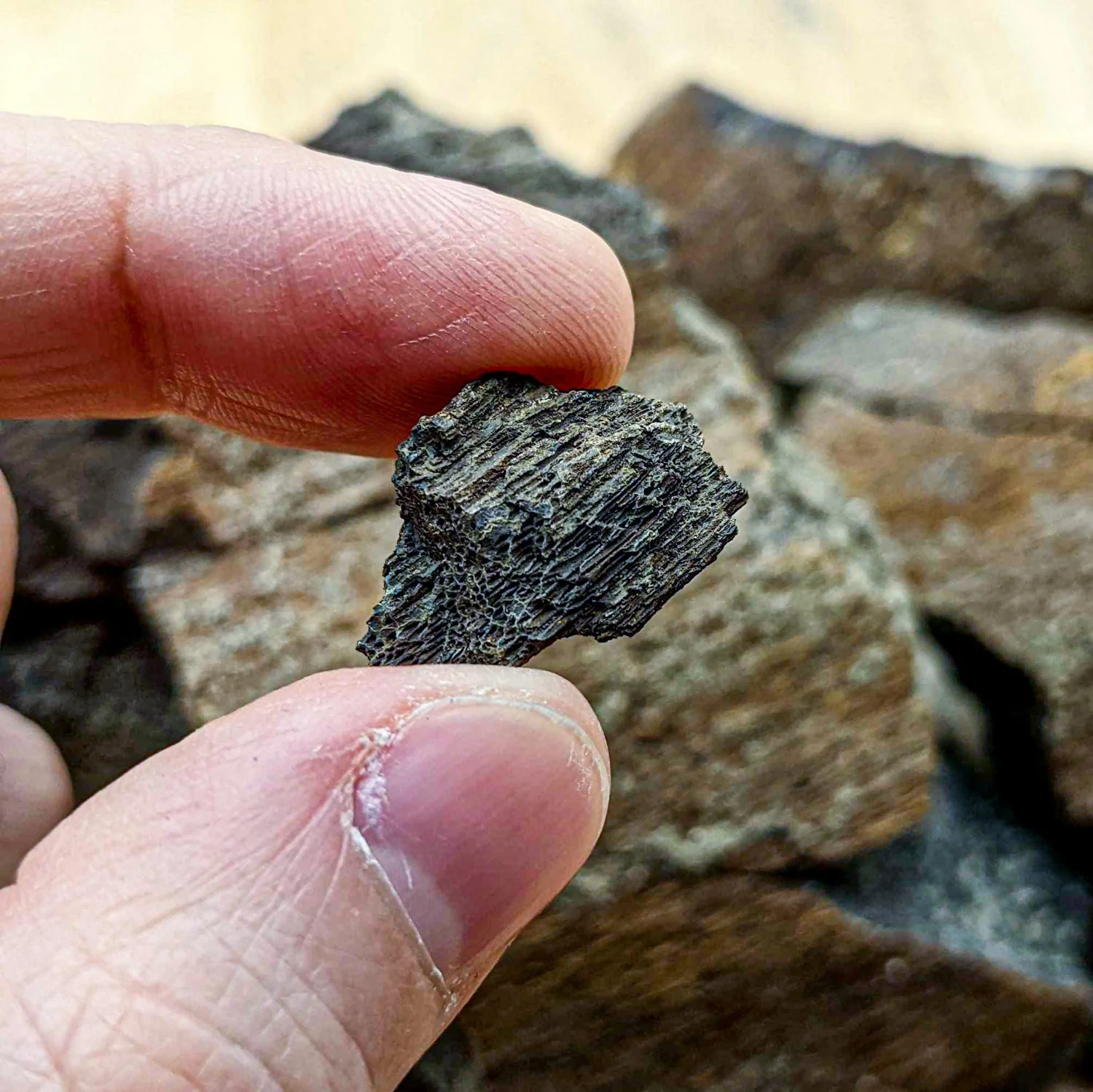 Dinosaur Food - Cycad Fossil - Image 5