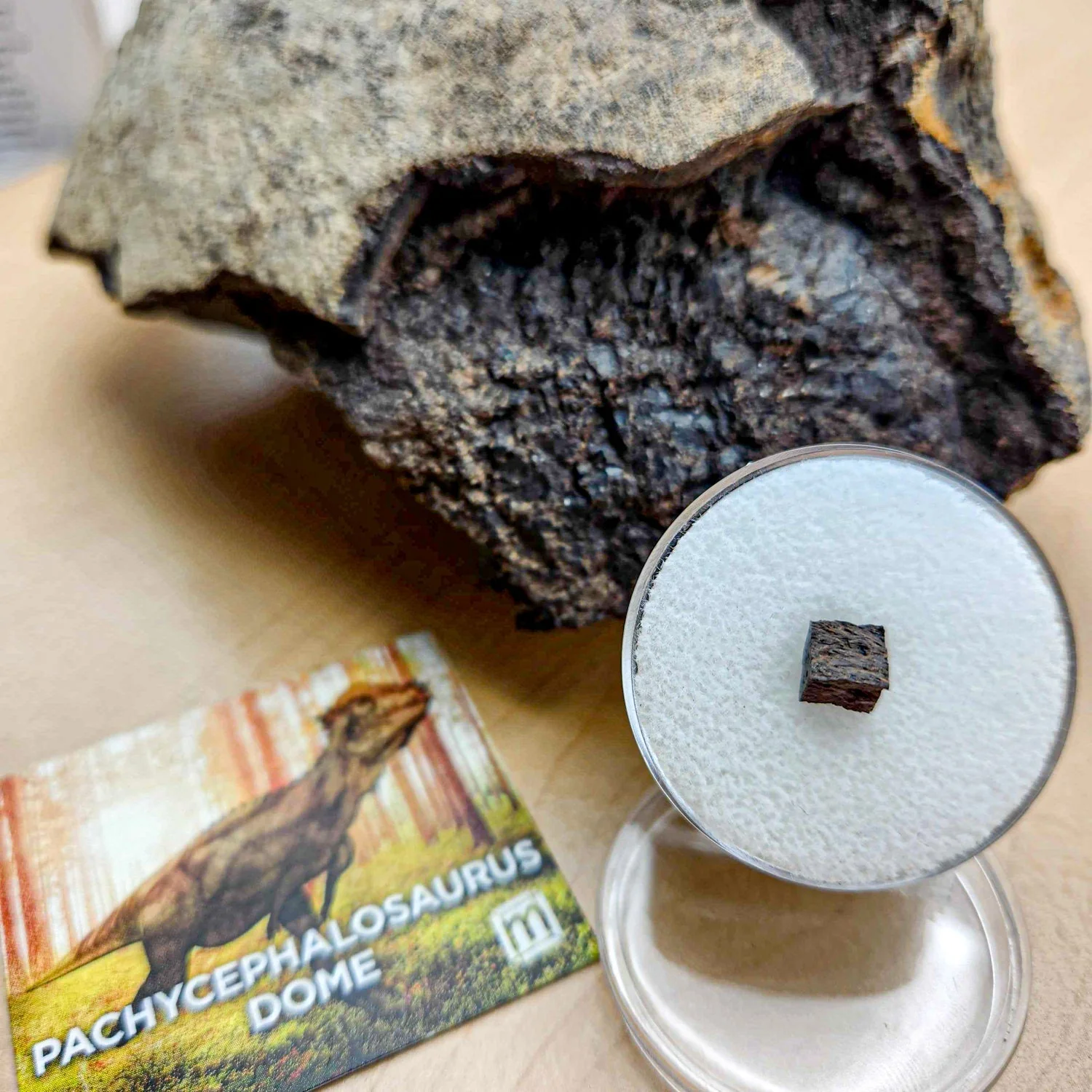 Pachycephalosaurus Dome Fragment - Image 4